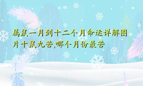 属鼠一月到十二个月命运详解图片十鼠九苦,哪个月份最苦