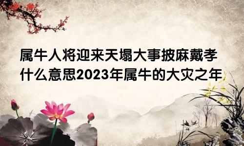 属牛人将迎来天塌大事披麻戴孝什么意思2023年属牛的大灾之年