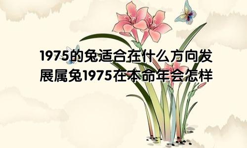 1975的兔适合在什么方向发展属兔1975在本命年会怎样