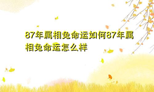 87年属相兔命运如何87年属相兔命运怎么样