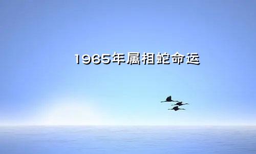 1965年属相蛇命运