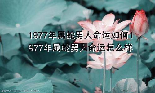 1977年属蛇男人命运如何1977年属蛇男人命运怎么样