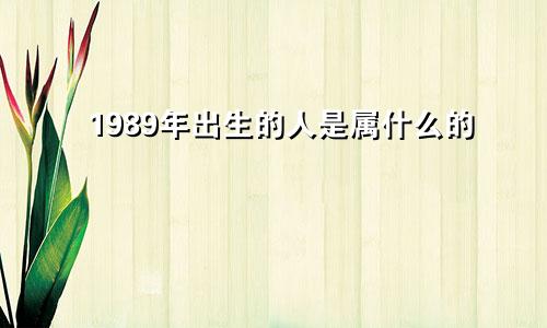 1989年出生的人是属什么的