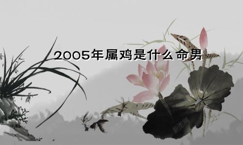 2005年属鸡是什么命男