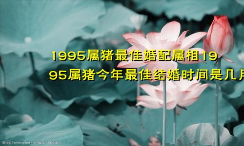 1995属猪最佳婚配属相1995属猪今年最佳结婚时间是几月