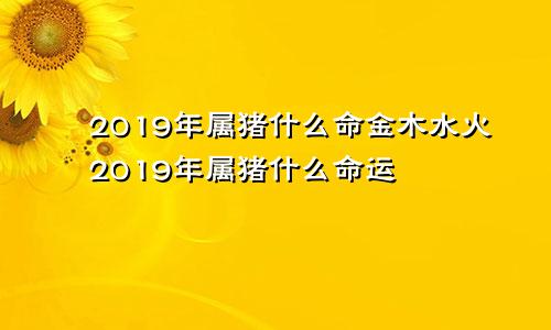 2019年属猪什么命金木水火2019年属猪什么命运