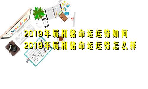 2019年属相猪命运运势如何2019年属相猪命运运势怎么样