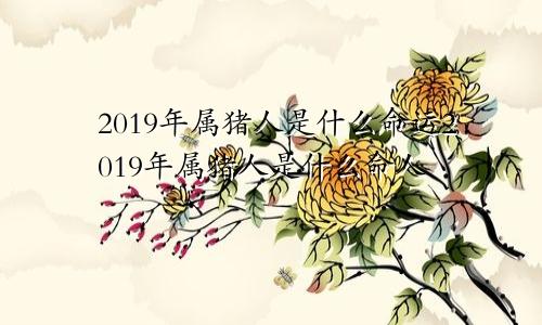 2019年属猪人是什么命运2019年属猪人是什么命人