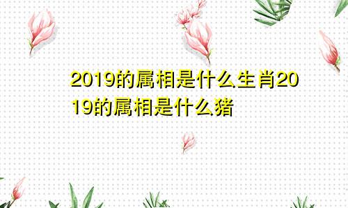 2019的属相是什么生肖2019的属相是什么猪