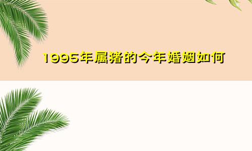 1995年属猪的今年婚姻如何