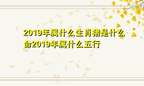 2019年属什么生肖猪是什么命2019年属什么五行