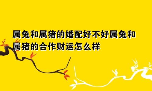 属兔和属猪的婚配好不好属兔和属猪的合作财运怎么样