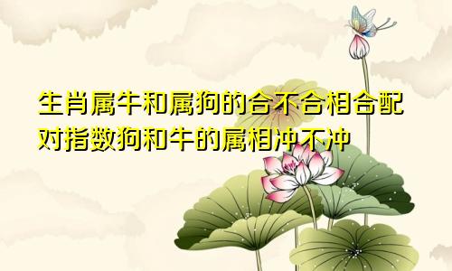 生肖属牛和属狗的合不合相合配对指数狗和牛的属相冲不冲