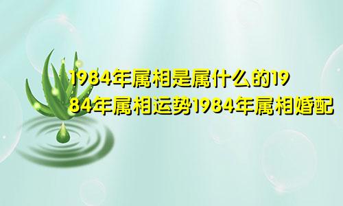 1984年属相是属什么的1984年属相运势1984年属相婚配