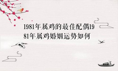 1981年属鸡的最佳配偶1981年属鸡婚姻运势如何