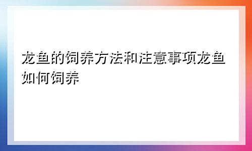 龙鱼的饲养方法和注意事项龙鱼如何饲养