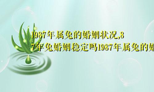 1987年属兔的婚姻状况,87年兔婚姻稳定吗1987年属兔的婚姻状况,87年兔婚姻稳定嘛