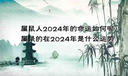 属鼠人2024年的命运如何呢属鼠的在2024年是什么运势