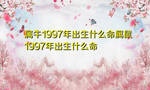 属牛1997年出生什么命属鼠1997年出生什么命